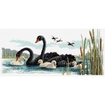 Black Swans (image for) Black Swans